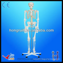 ISO Advanced Medical Life-size180cm tall plastic human skeletons model